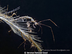Skeleton shrimp in cafe garam, Amed, Bali by Jerome Renaud-Goud 